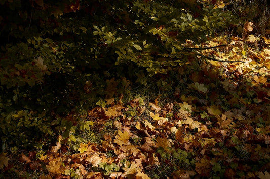 Say Goodbye to Autumn Blues: 5 Hacks to Boost Your Mood & Energy