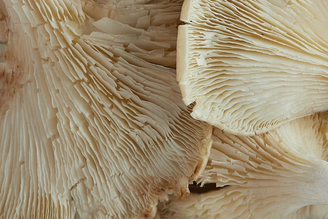 The Magic of Mushrooms