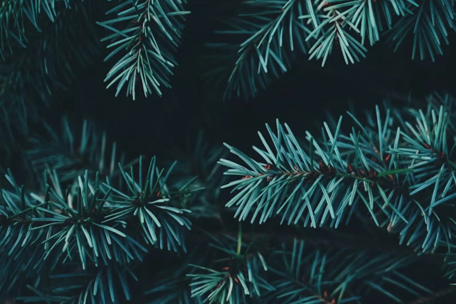 It's Dipping Season! What Dips to serve at a Christmas Party.