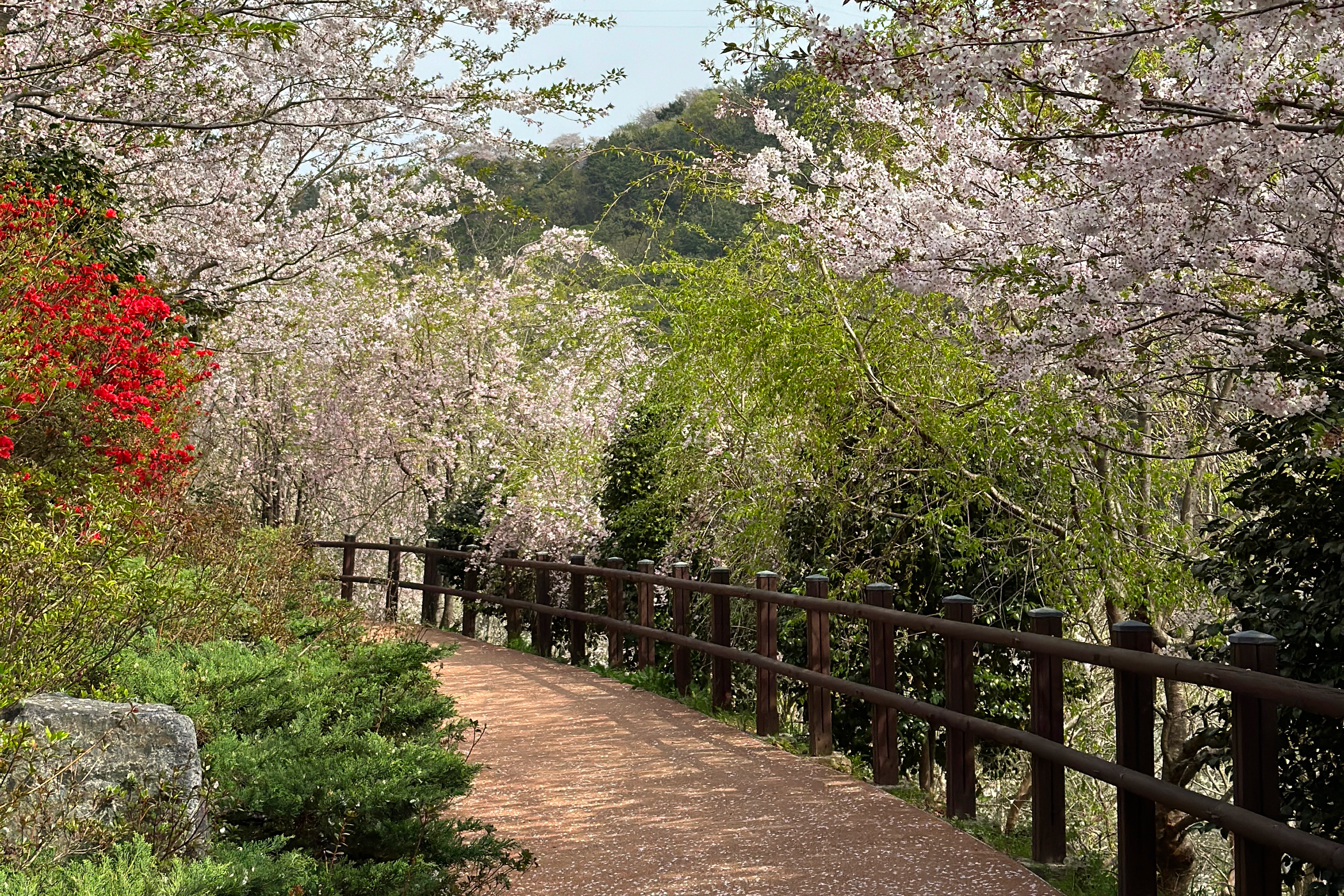 Beyond Sneezes: Supporting Your Immune System During Hayfever Season