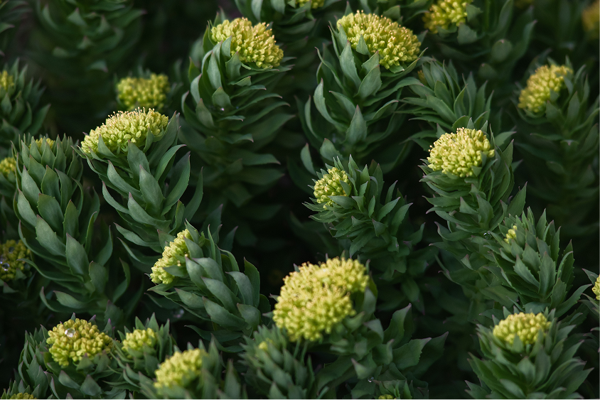 What Are Adaptogens? Benefits, Myths & What to Look For