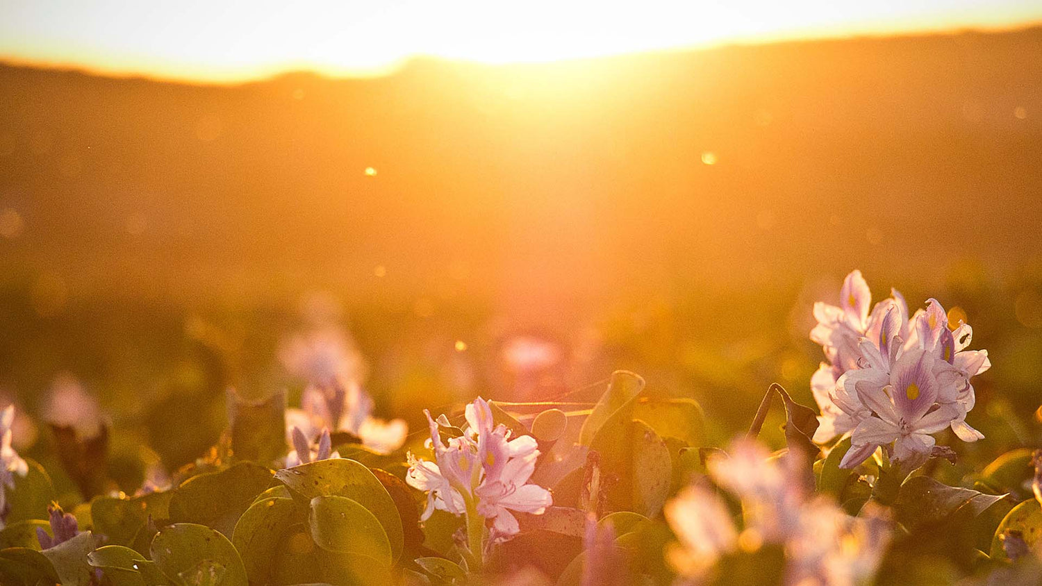 WHY 74% OF THE UK HAVE SUB OPTIMAL IMMUNE HEALTH