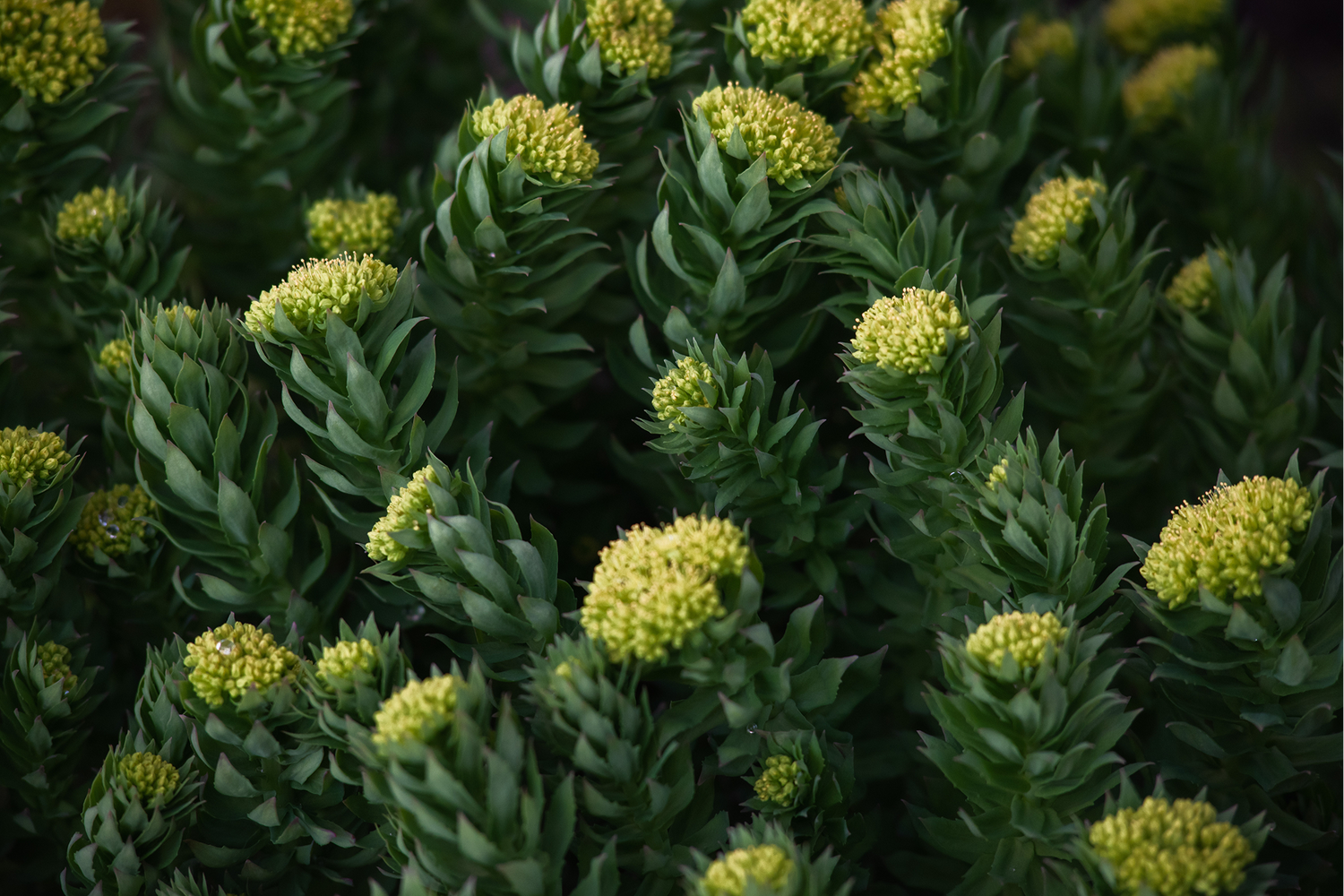 Focus + Mind: Sharper, Calmer, Clearer