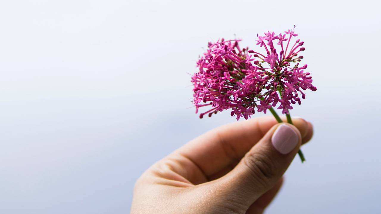 valerian herb good for sleep