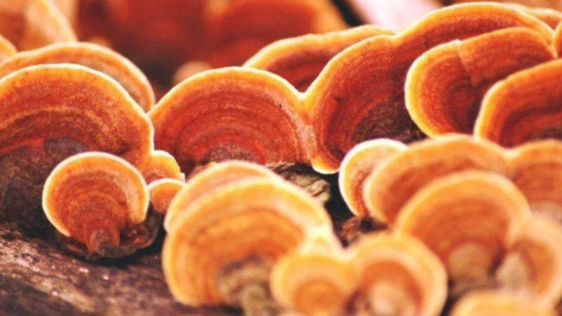 Reishi Mushroom Health Benefits