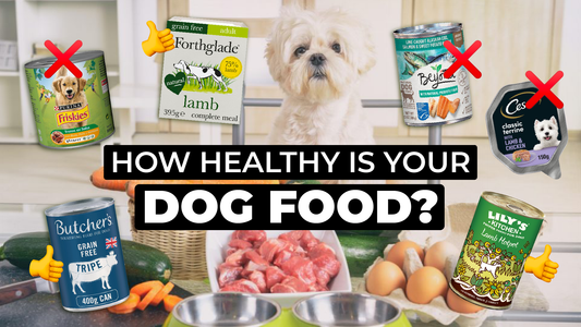 Is your dog food healthy?