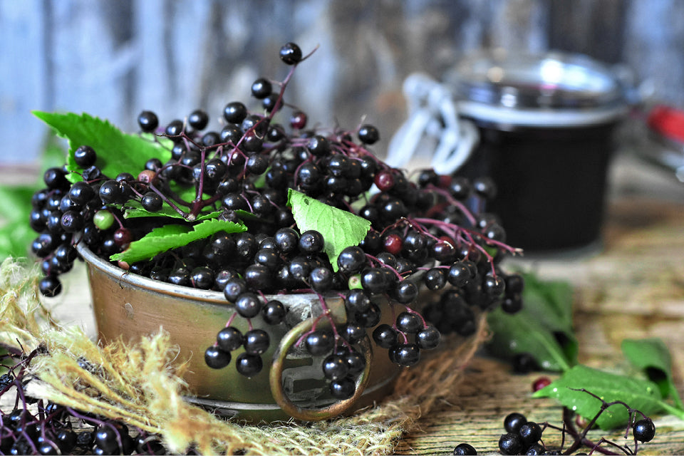 A bowl of elderberries which have many health properties 
