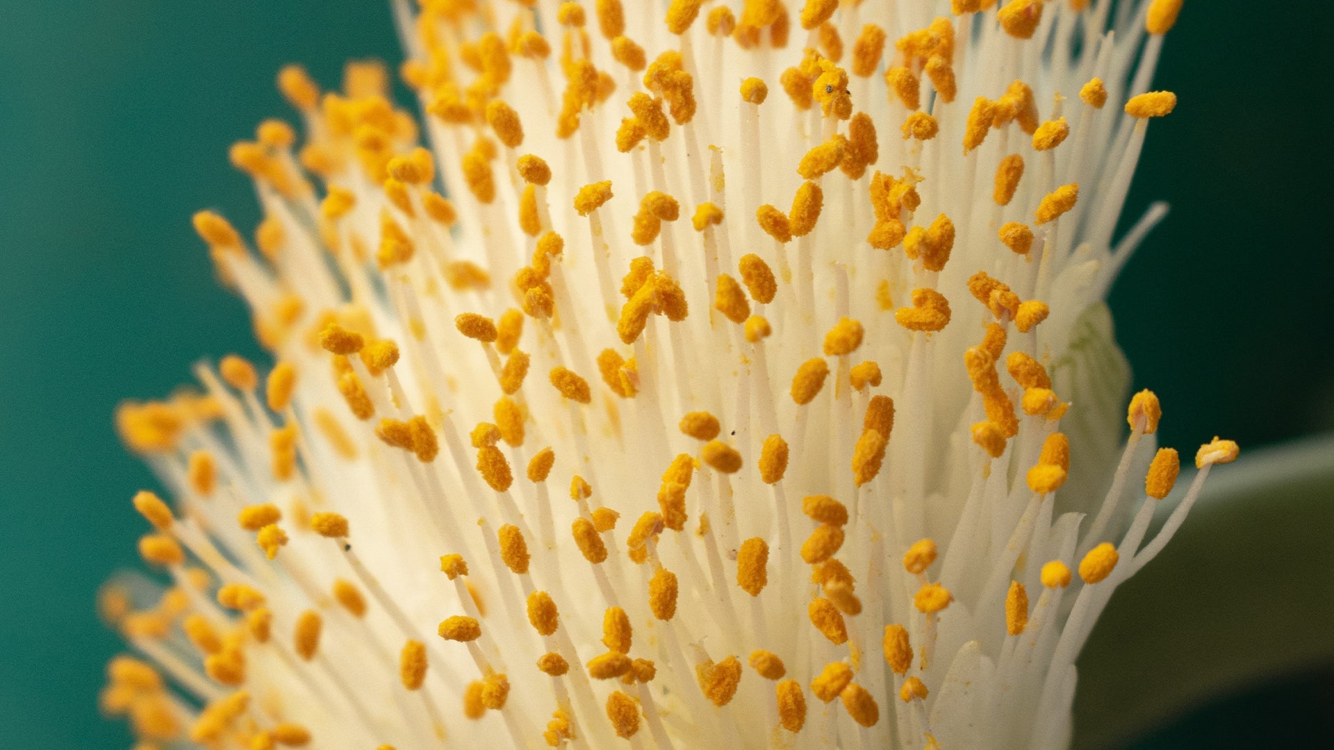 Pollen from a flower