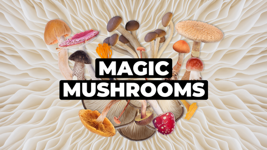 The Magic of Mushrooms 🍄