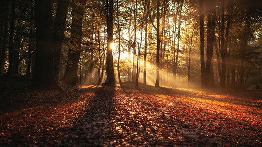 Autumn season
