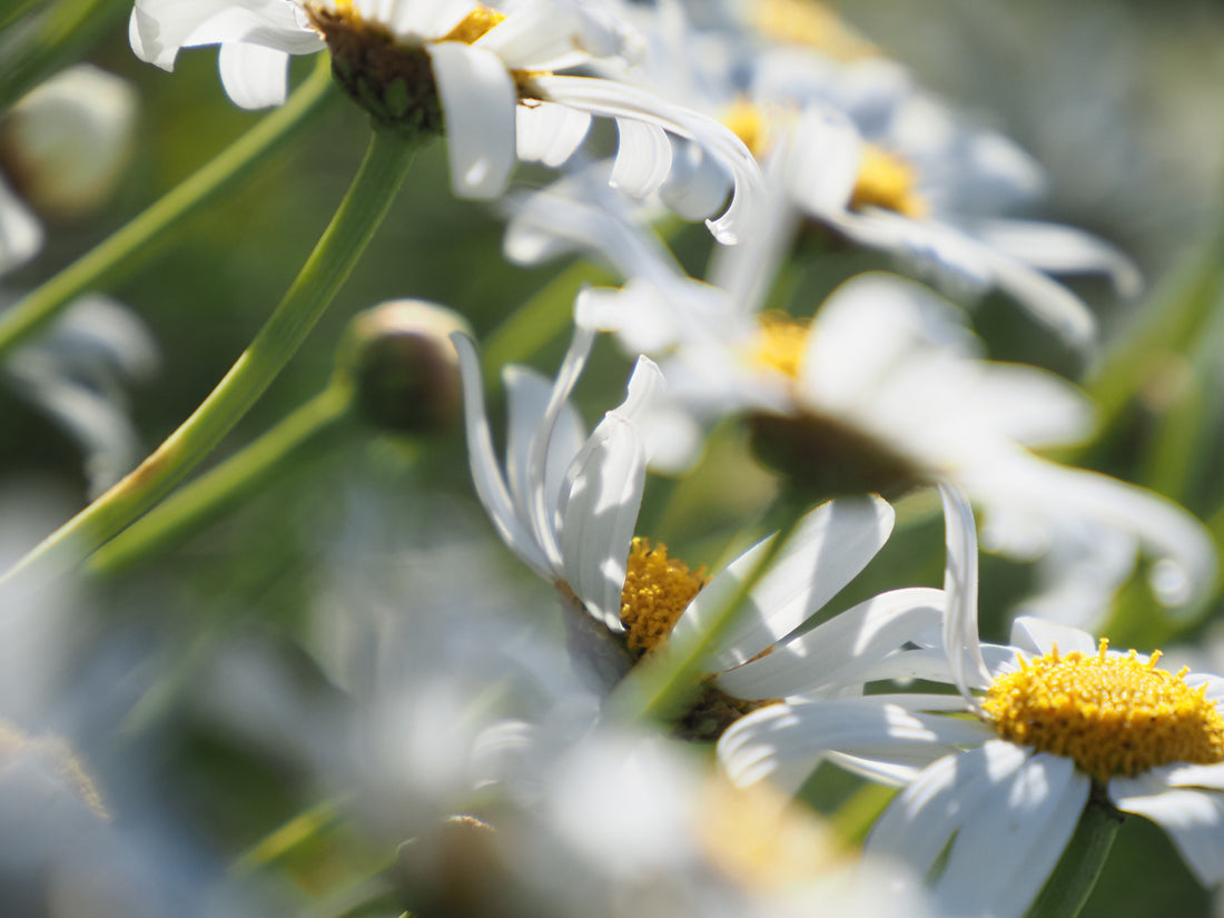 hayfever source