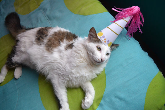 cat celebrating its birthday