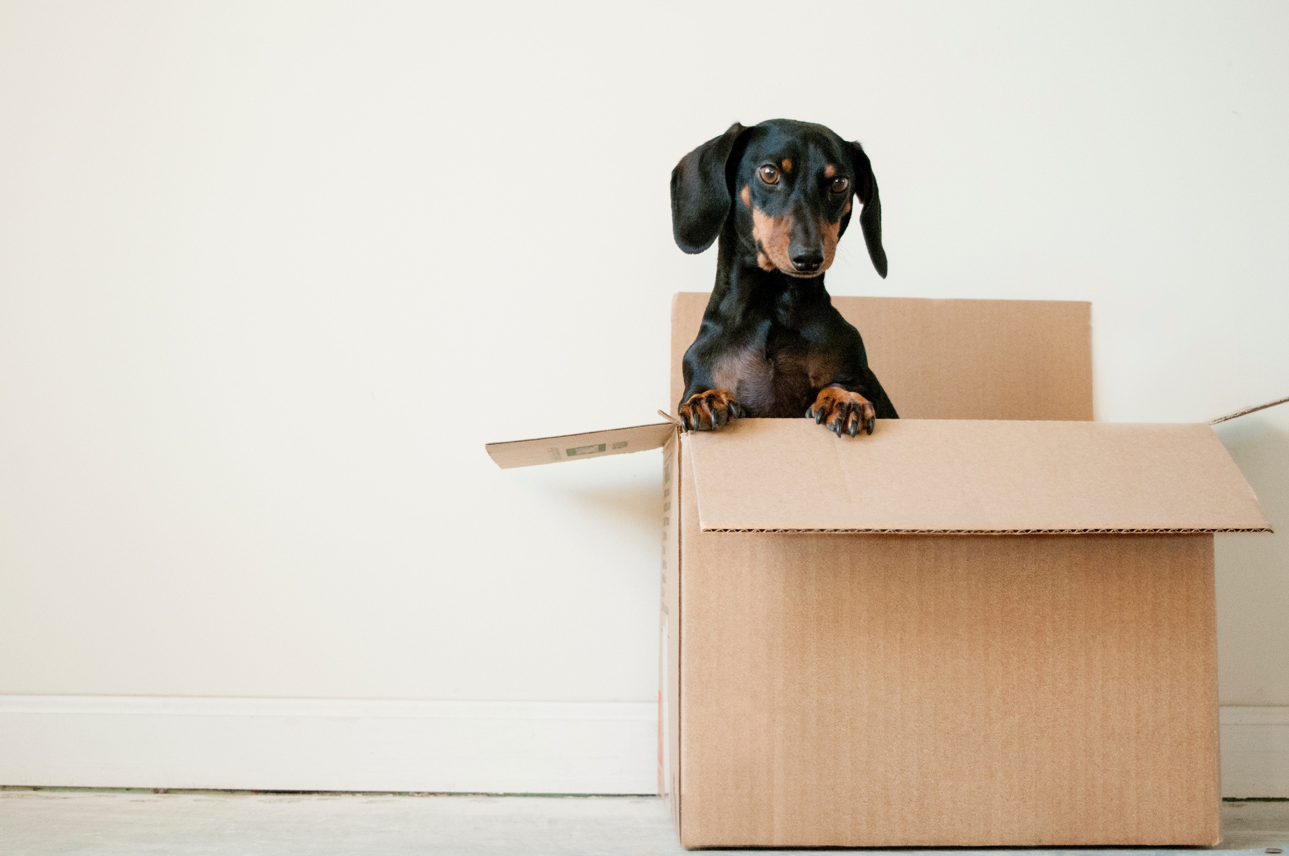 sausage dog at home