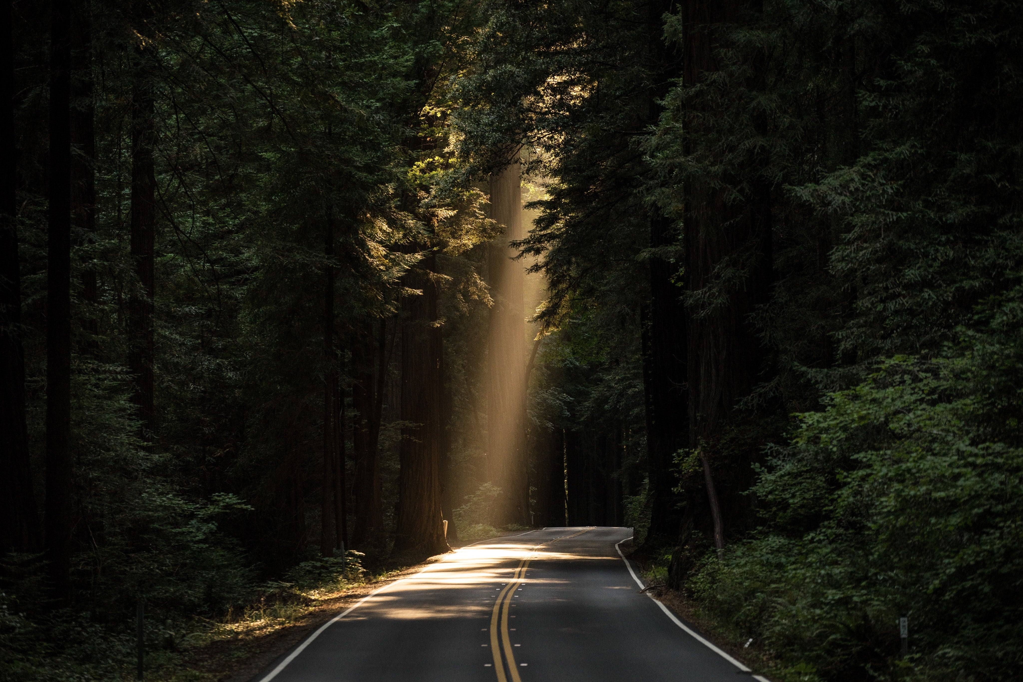 RAY OF SUNSHINE THROUGH THE TREES