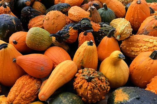 pumpkin and healthy vegetables