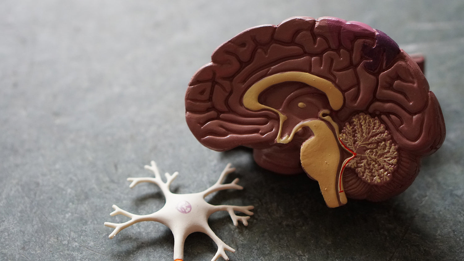The brain. Mind over matter