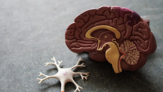 The brain. Mind over matter