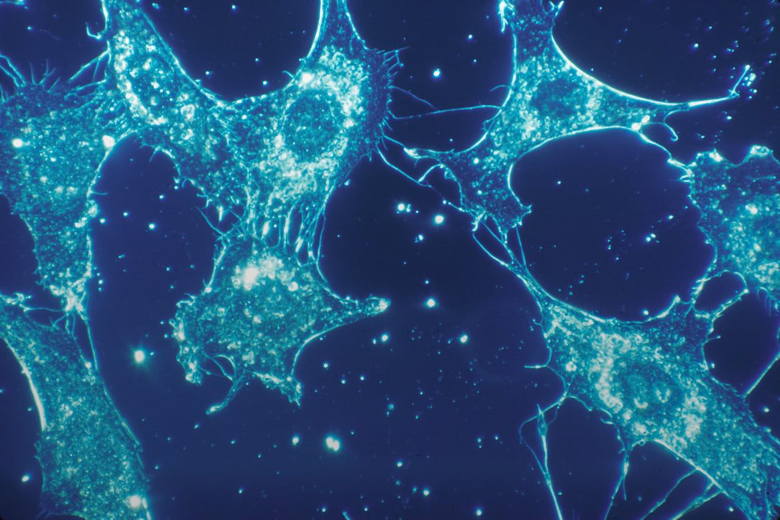 Microscopic immune cells