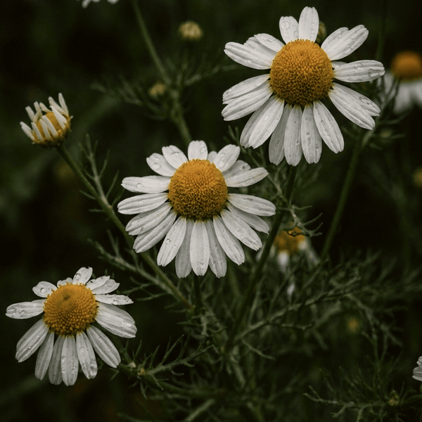 Chamomile